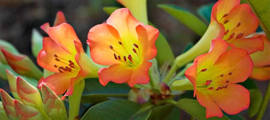Colorful Flora on your cruise from Hilo